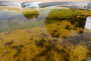 algas na piscina
