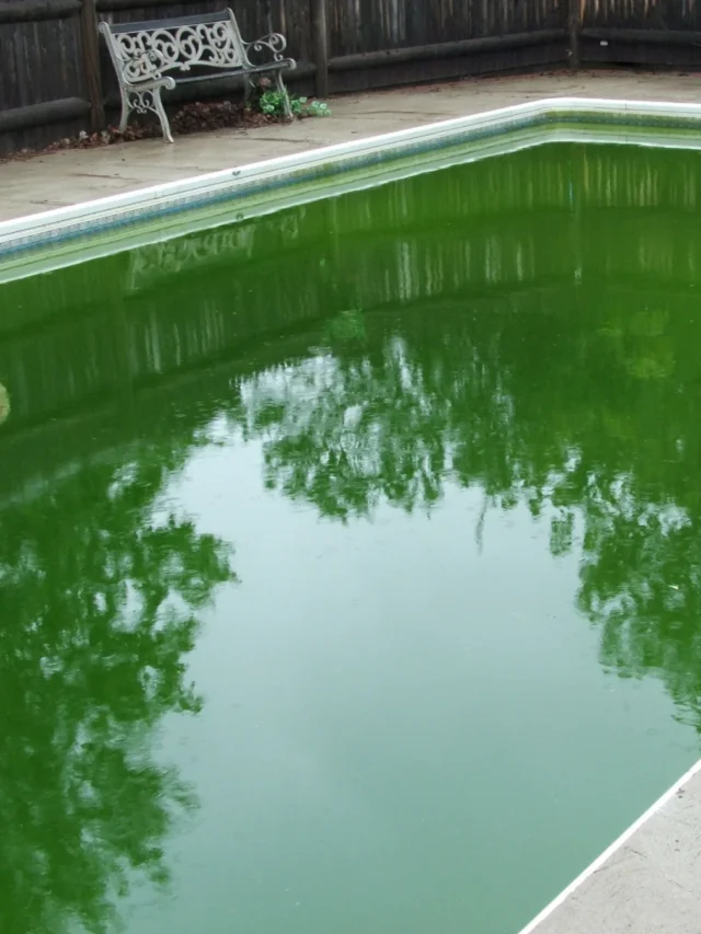 capa piscina verde web story